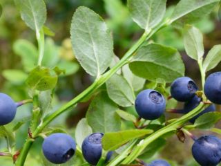 Hola, busco compradores de frutos del bosque. Por favor