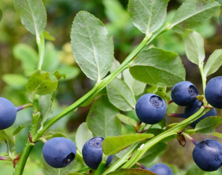 Hola, busco compradores de frutos del bosque