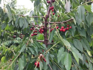 Vendo cerezas KORDIA y REGINA de Urechesti-Dumbraveni, la zona