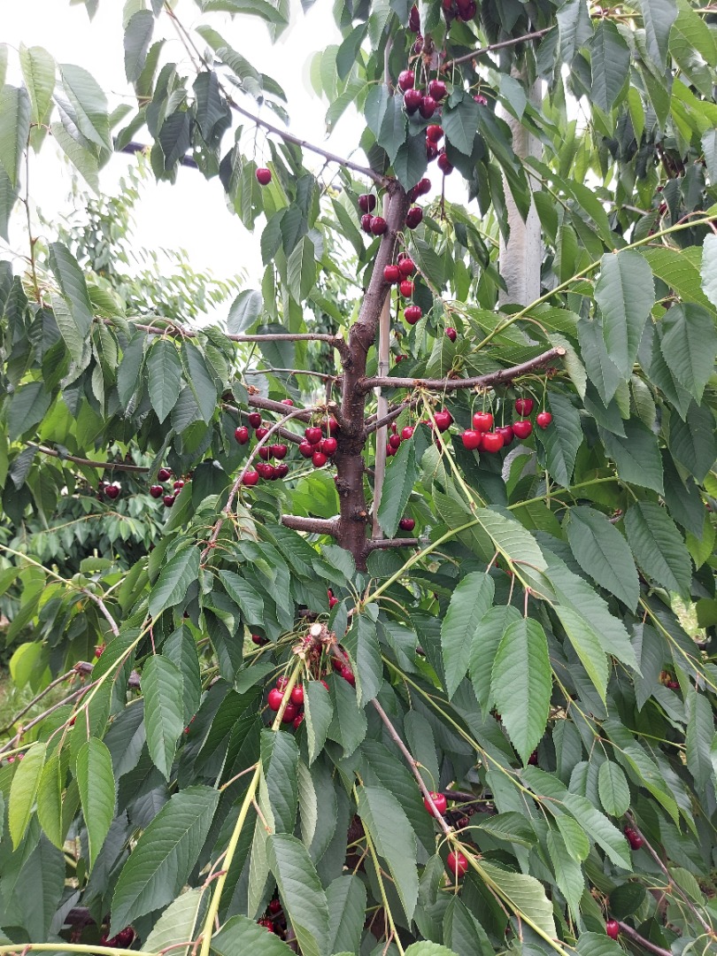 Vendo cerezas KORDIA y REGINA de Urechesti-Dumbraveni, la zona famosa por la calidad y producción de cerezas