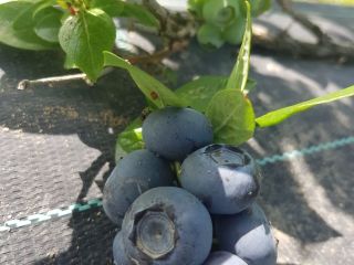 Vendo Blueberry Duke más info al