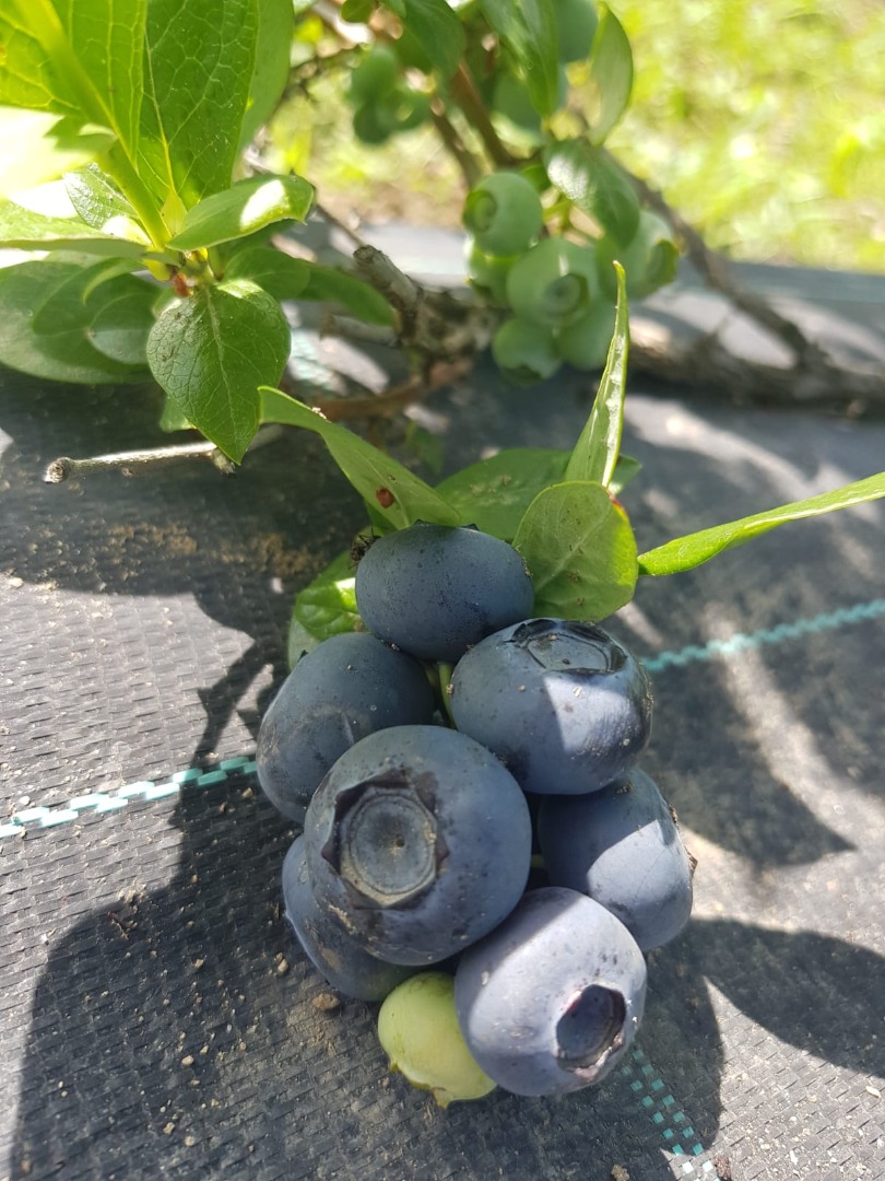 Vendo Blueberry Duke más info al