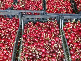 Vendo cerezas de las variedades CORDIA y REGINA Envíame