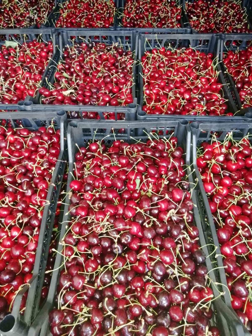 Vendo cerezas de las variedades CORDIA y REGINA Envíame un mensaje de texto a Whatsapp o Viber