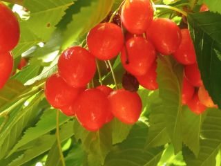 Vendo cerezas a 3 lei el kg.