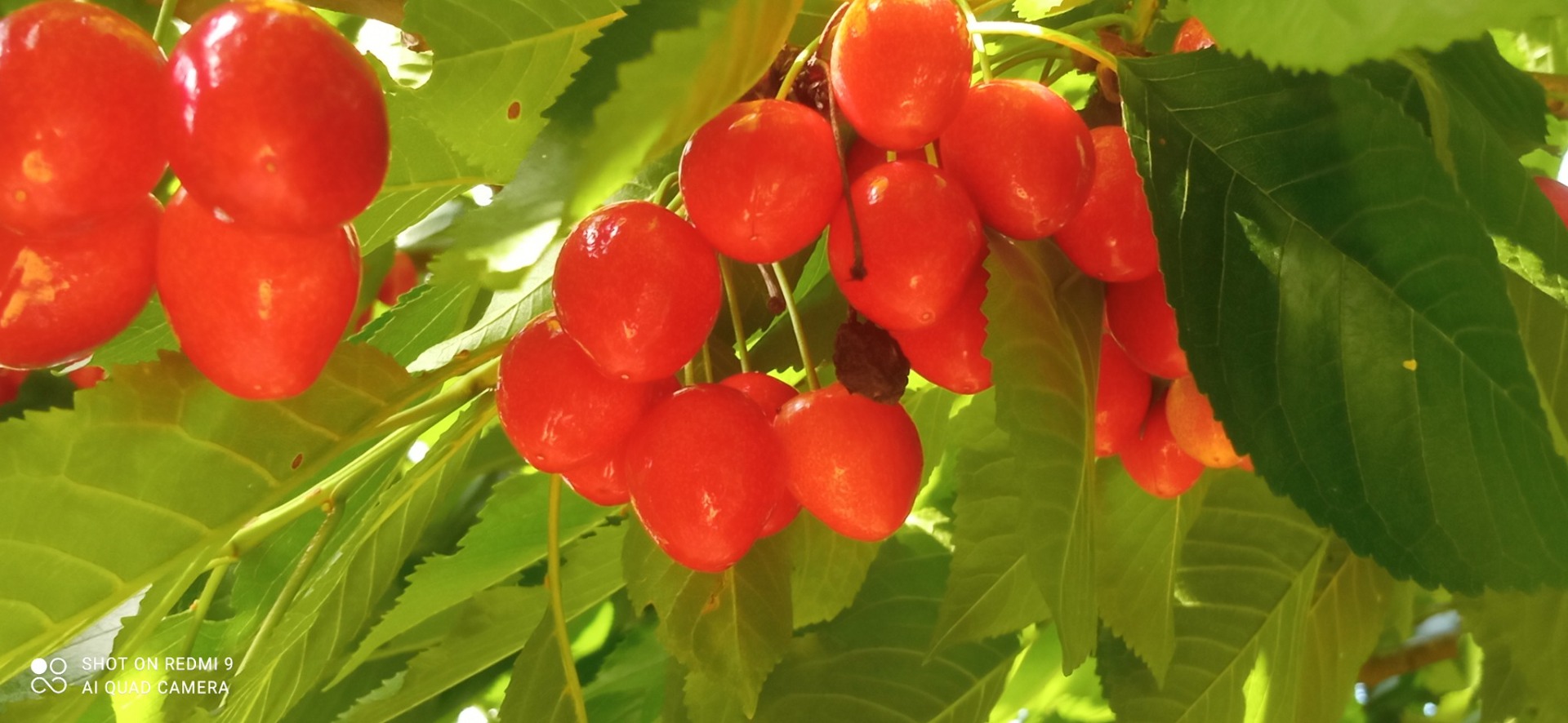 Vendo cerezas a 3 lei el kg