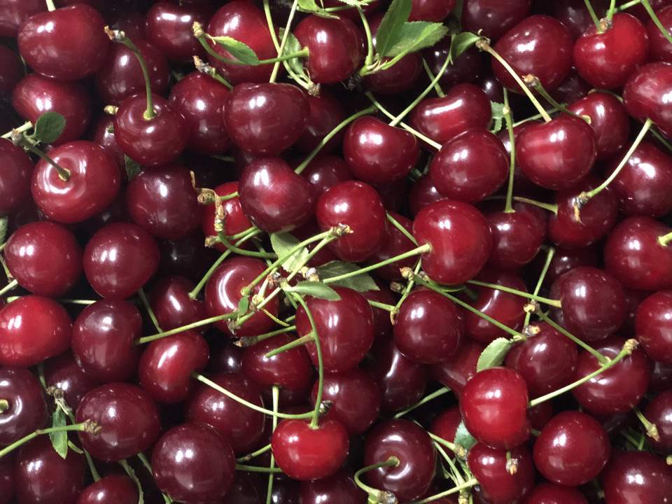 Vendo cerezas muy sabrosas, gran cantidad, huerto en Iasi