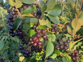 Aronia Melanocorpa 100% Ecológica!