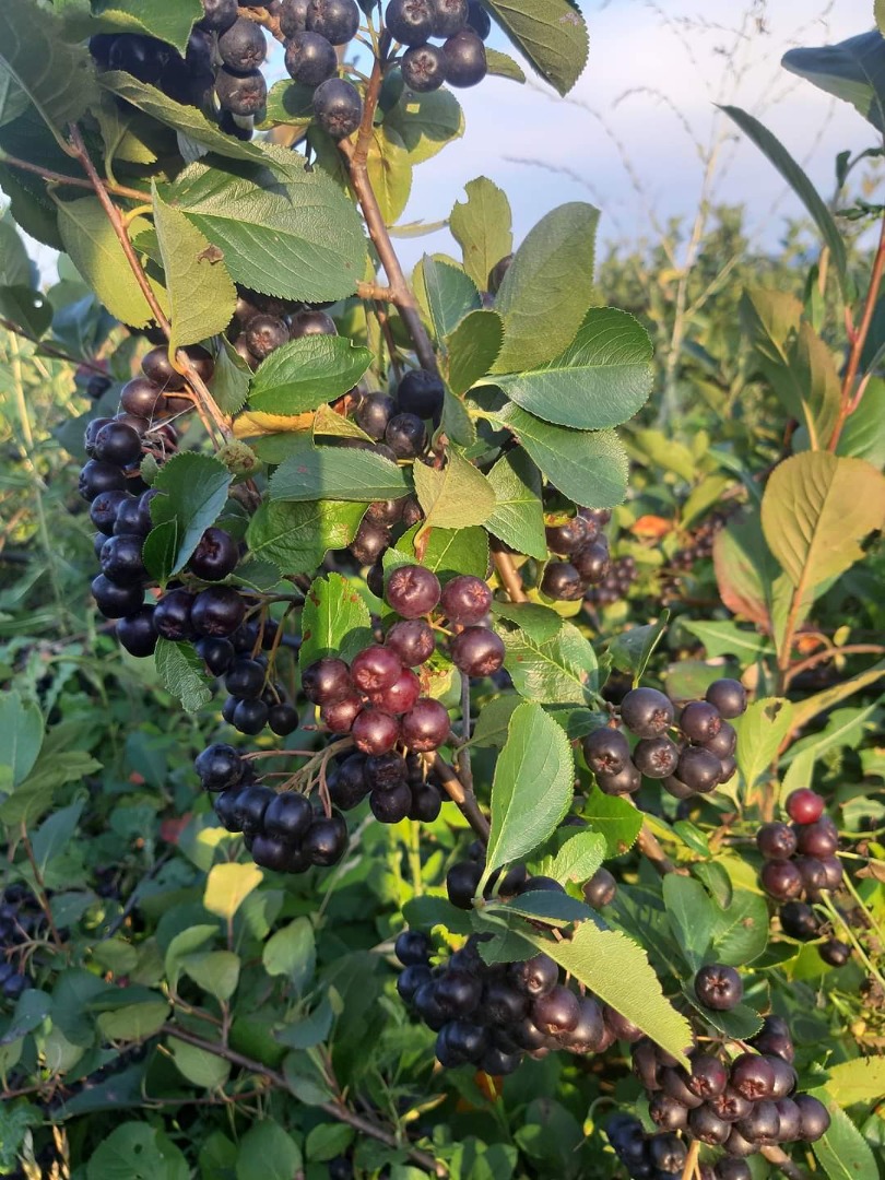 Aronia Melanocorpa 100% Ecológica!