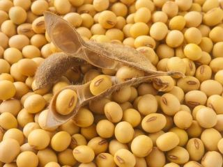 Soja OMG de origen ucraniano, Humedad hasta 12%, Proteína
