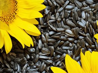 Semillas de girasol (código HS 12 06 00), origen