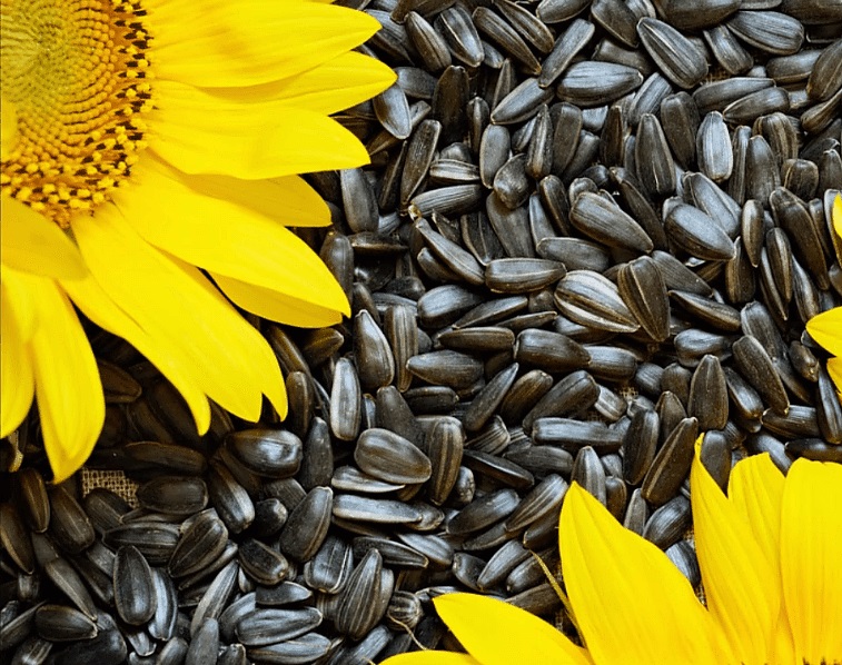 Semillas de girasol (código HS 12 06 00), origen - Ucrania, humedad máxima 8,0%; contenido de aceite (materia seca) 46,0% min; materias extrañas máximo 2,0%