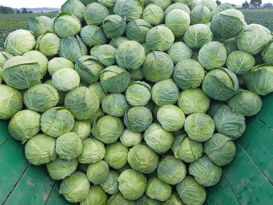 Vendo col blanca, de alta calidad