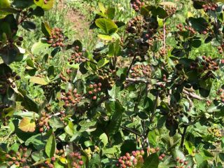 Nuestras Aronia se cultivan en el mejor entorno ecológico.