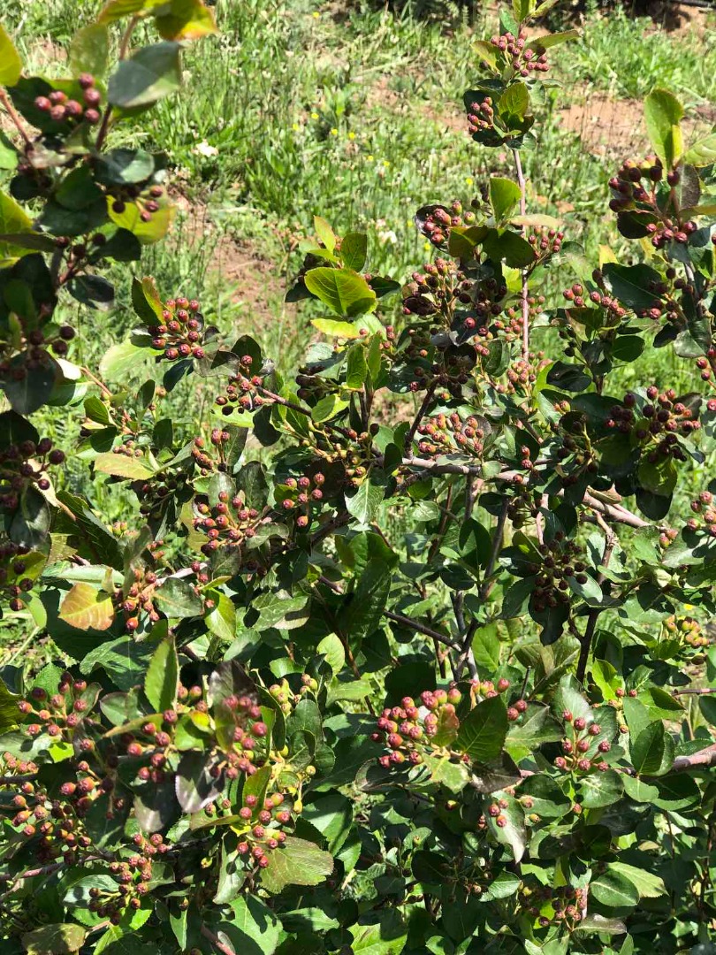 Nuestras Aronia se cultivan en el mejor entorno ecológico