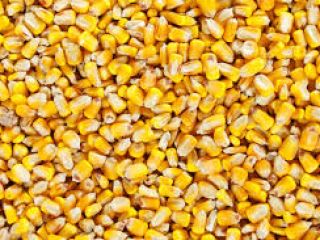 CALIDAD DE LOS PRODUCTOS Humedad: no más del 14,5%;