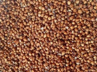 Ofrecemos sorgo rojo, 232 tm, ubicado en la parte