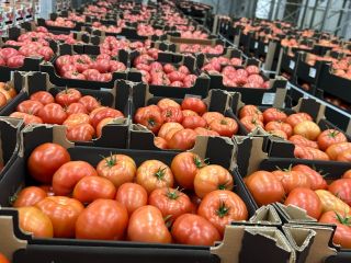 Ofrecemos envíos de patatas y otras verduras procedentes de