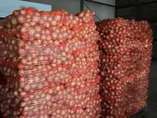 Ofrecemos envíos de patatas y otras verduras desde Polonia