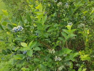 blueberry bluecorp de alta calidad / legado /Aleksandra, oneyll