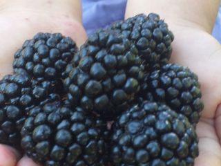 A partir del 10 de julio, vendemos moras Thonfree.