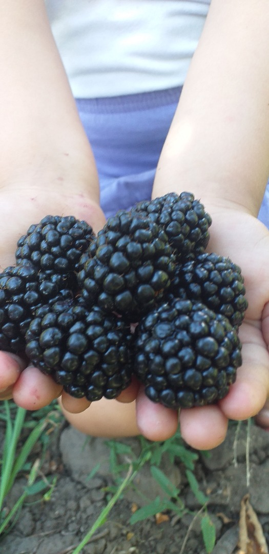 A partir del 10 de julio, vendemos moras Thonfree