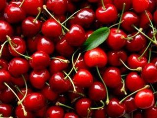 Vendemos 50-100 T cerezas