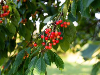 Cerezas de muy buena calidad Ecológicas, derivadas de árboles