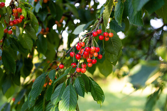 Cerezas de muy buena calidad Ecológicas, derivadas de árboles de la huerta