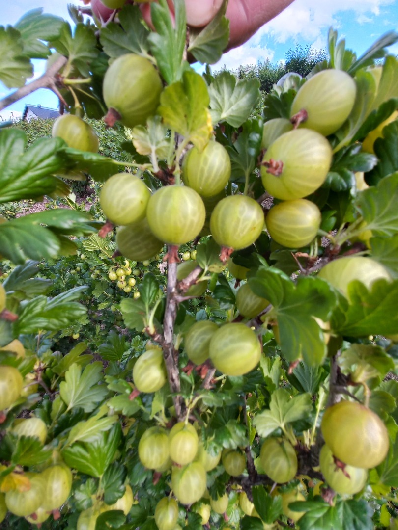 Venderé una gran cantidad de grosellas, variedad Biały Triumf