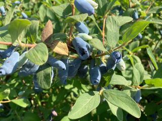 Estamos arrancando la cosechadora de haskap berries Ofrecemos fruta