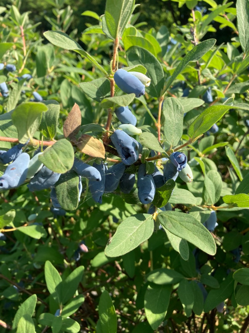 Estamos arrancando la cosechadora de haskap berries Ofrecemos fruta fresca o fruta congelada en túnel, empacada en sacos de 25 kg