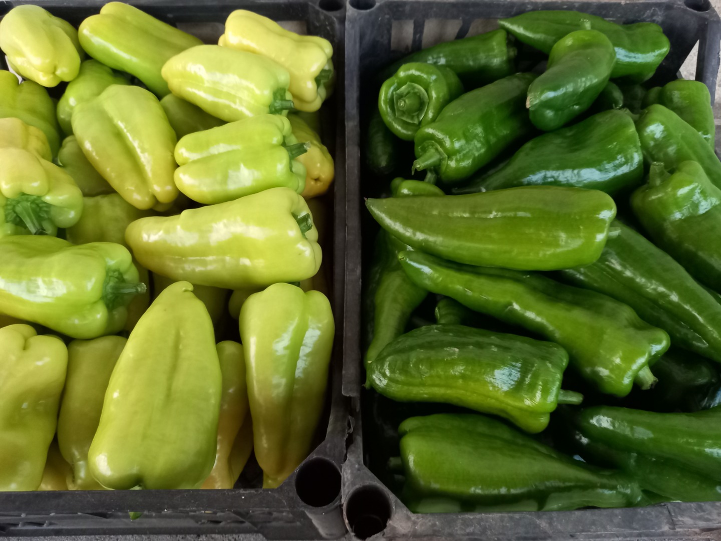 Vendo pimientos amarillos, kapia gorda