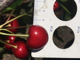 Vendo cerezas calibre 26+, Rep. Moldavia, cantidad 20-25t, no