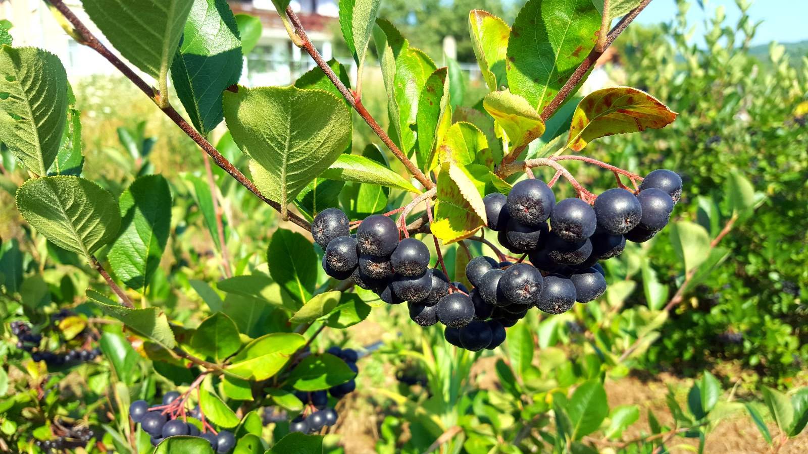 Vendo 7-8 toneladas de chokeberry, quiero saber si hay compradores! Precio: 2,00 € / kg neto Negociable ¡Indicadores de contenido de fruta extremadamente altos!