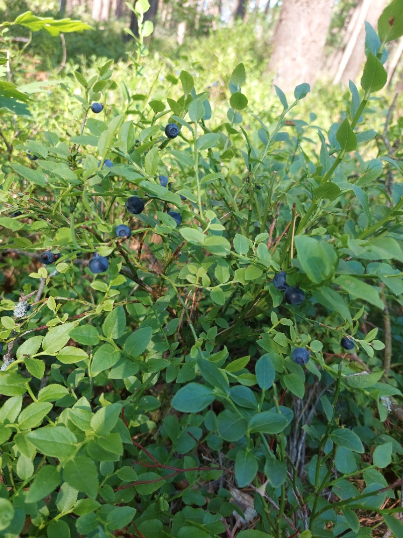Vendo un delicioso arándano del bosque, precio por 1 litro