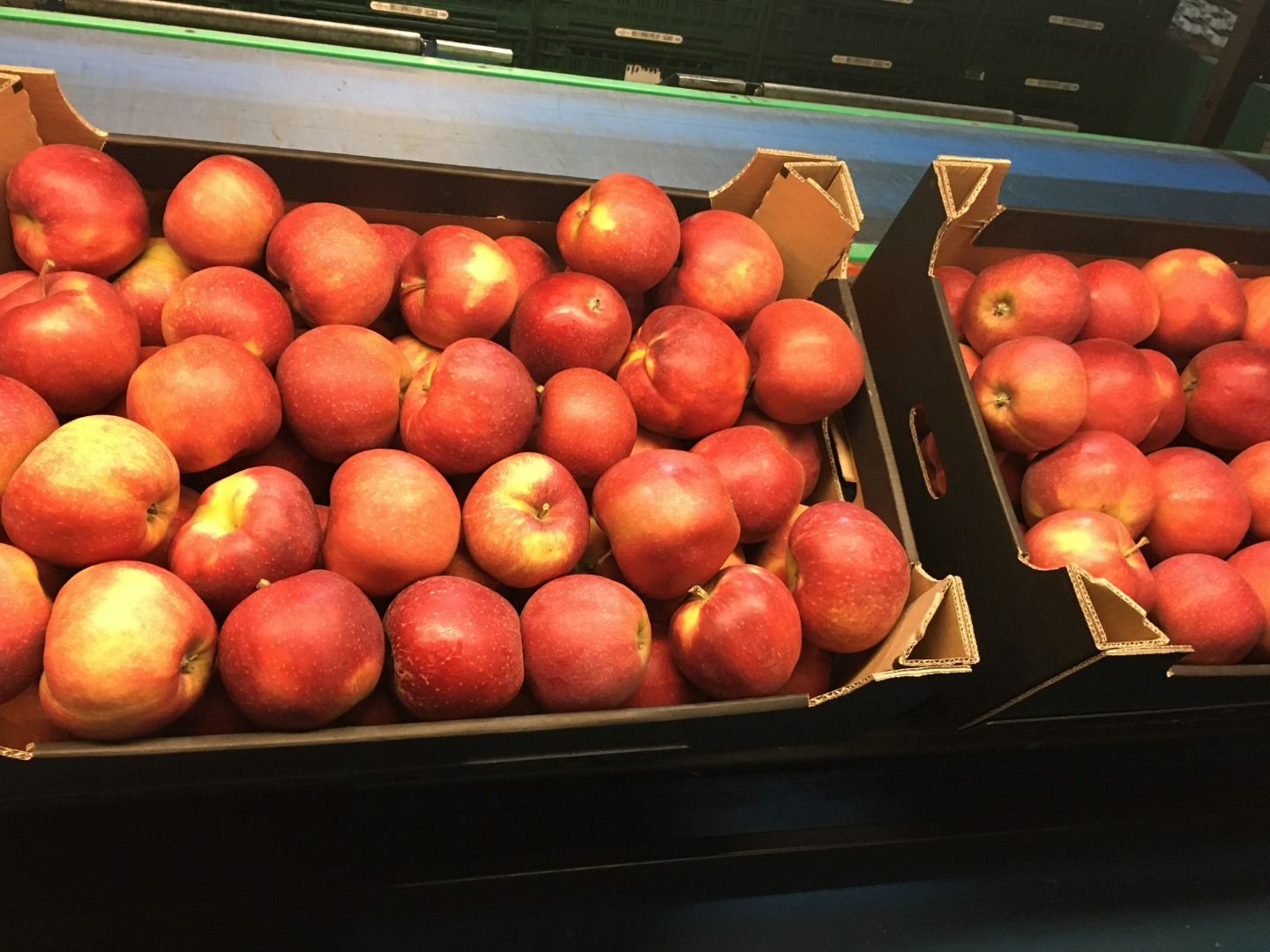 Categoría 1ª, calibre 75-80mm / 80-85mm / 85-90mm precio con caja de cartón – 0,50€/Kg ( 13kg por caja )kg pedidos mínimos 20.000kg netos