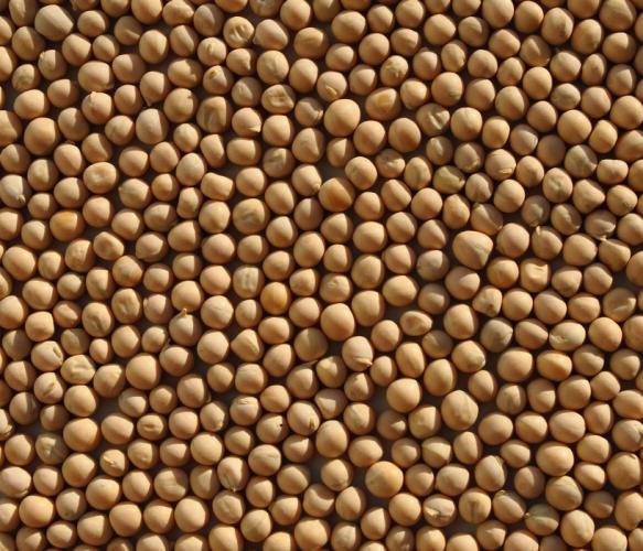 Guisantes amarillos a la venta con entrega! Whatsapp, Viber