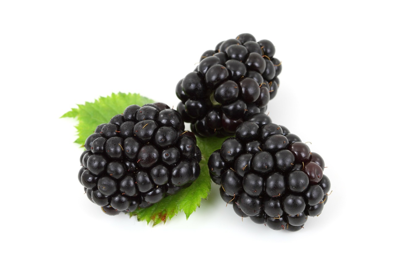 Venta de 4.0 hectáreas de moras