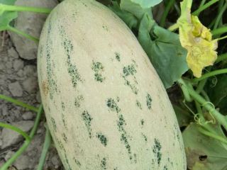 Dulces melones Torpedo uzbekos, entrega DAP, ¡con despacho de