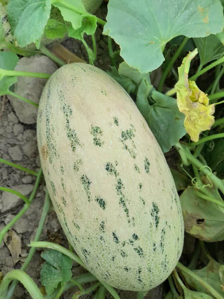 Dulces melones Torpedo uzbekos, entrega DAP, ¡con despacho de aduana!