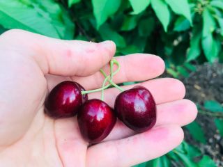 Cerezas de alta calidad, calibre 27+. Criado en una
