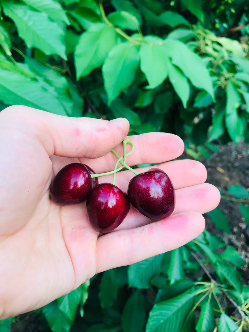 Cerezas de alta calidad, calibre 27+