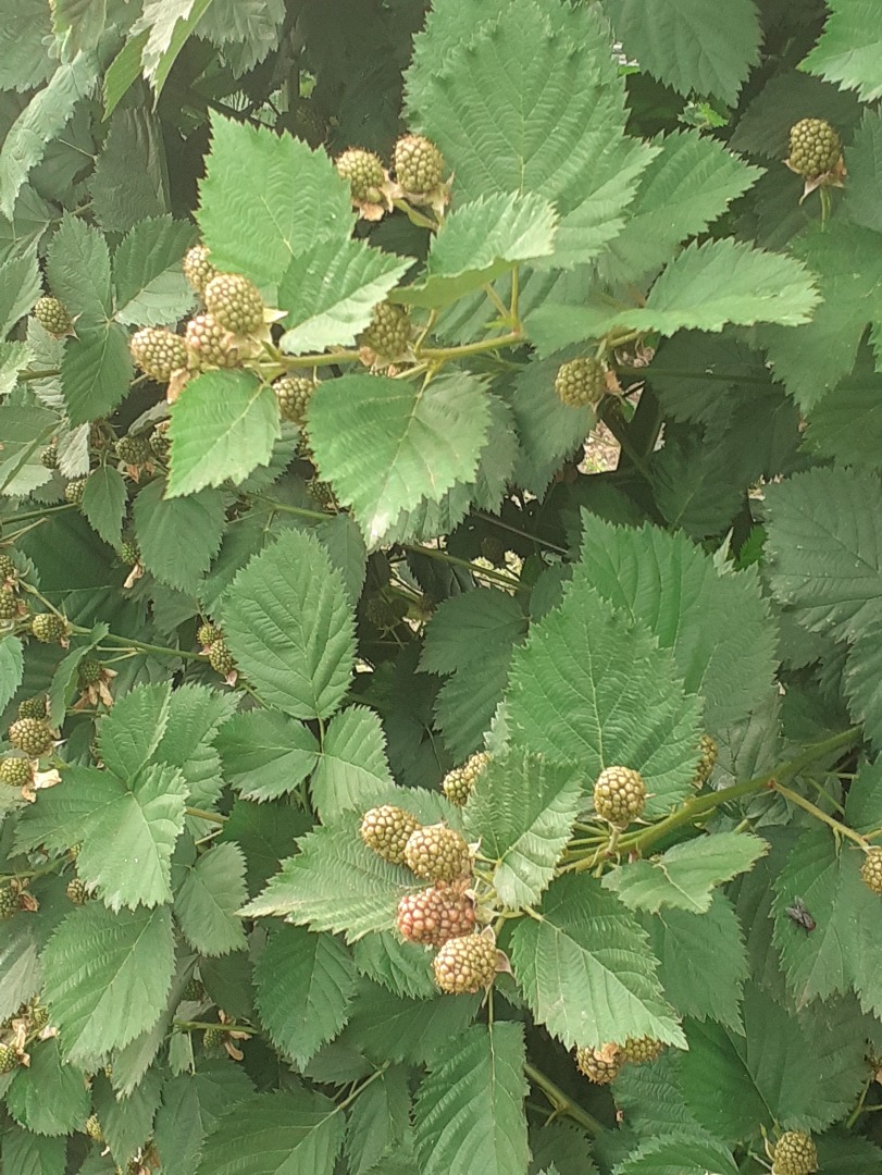 Moras ecológicas de la mejor calidad Desde 15 o7