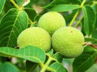 Recomiendo muy buenas nueces verdes para tinturas y más.