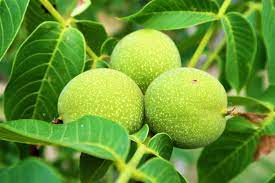 Recomiendo muy buenas nueces verdes para tinturas y más