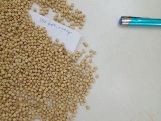 Hola señor/ma. Vendemos semillas de sorgo, tenemos existencias disponibles