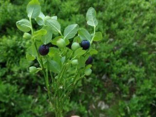 Venderé cualquier cantidad de arándanos limpios o luego sucios,