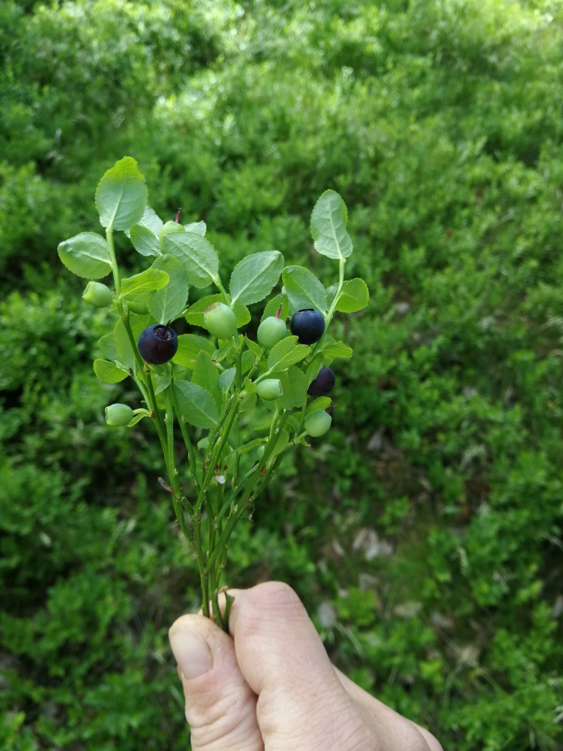 Venderé cualquier cantidad de arándanos limpios o luego sucios, recién cosechados todos los días, trabajaré con heladerías, confiterías y panaderías