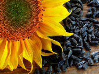 Venderé soja transgénica, girasol, maíz, trigo con la condición
